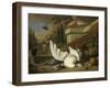 A Dog with a Dead Goose and Peacock (A Study of Game and Fruit)-Jan Weenix-Framed Art Print