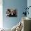 A Doll'S House (photo)-null-Photo displayed on a wall