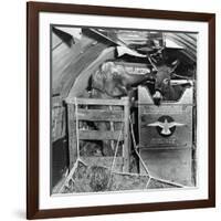 A Donkey and an Elephant-null-Framed Photographic Print