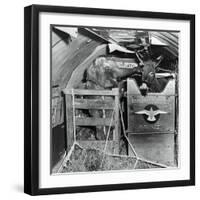 A Donkey and an Elephant-null-Framed Photographic Print