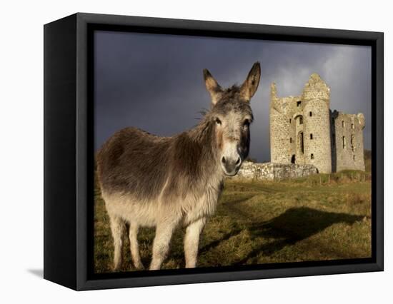 A Donkey Grazes in Front 17th Century Monea Castle, County Fermanagh, Ulster, Northern Ireland-Andrew Mcconnell-Framed Stretched Canvas