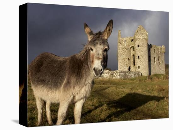 A Donkey Grazes in Front 17th Century Monea Castle, County Fermanagh, Ulster, Northern Ireland-Andrew Mcconnell-Stretched Canvas