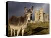 A Donkey Grazes in Front 17th Century Monea Castle, County Fermanagh, Ulster, Northern Ireland-Andrew Mcconnell-Stretched Canvas