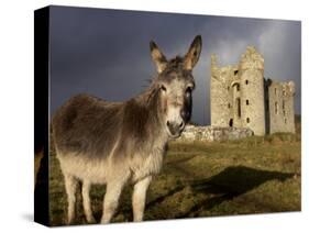 A Donkey Grazes in Front 17th Century Monea Castle, County Fermanagh, Ulster, Northern Ireland-Andrew Mcconnell-Stretched Canvas