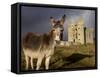 A Donkey Grazes in Front 17th Century Monea Castle, County Fermanagh, Ulster, Northern Ireland-Andrew Mcconnell-Framed Stretched Canvas
