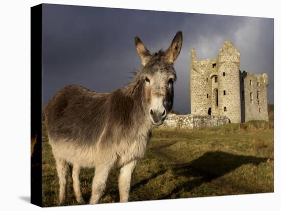 A Donkey Grazes in Front 17th Century Monea Castle, County Fermanagh, Ulster, Northern Ireland-Andrew Mcconnell-Stretched Canvas