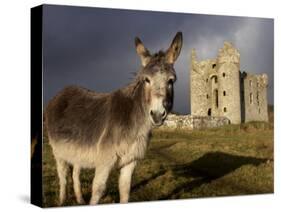 A Donkey Grazes in Front 17th Century Monea Castle, County Fermanagh, Ulster, Northern Ireland-Andrew Mcconnell-Stretched Canvas