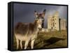 A Donkey Grazes in Front 17th Century Monea Castle, County Fermanagh, Ulster, Northern Ireland-Andrew Mcconnell-Framed Stretched Canvas