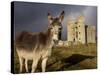 A Donkey Grazes in Front 17th Century Monea Castle, County Fermanagh, Ulster, Northern Ireland-Andrew Mcconnell-Stretched Canvas