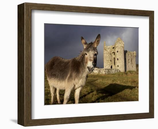 A Donkey Grazes in Front 17th Century Monea Castle, County Fermanagh, Ulster, Northern Ireland-Andrew Mcconnell-Framed Photographic Print