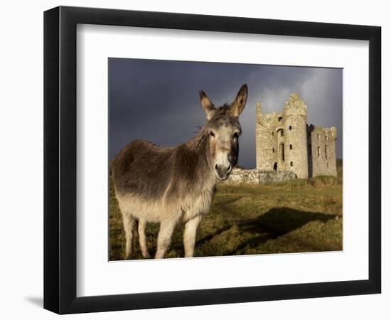 A Donkey Grazes in Front 17th Century Monea Castle, County Fermanagh, Ulster, Northern Ireland-Andrew Mcconnell-Framed Photographic Print