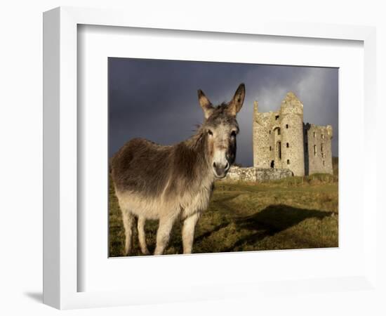 A Donkey Grazes in Front 17th Century Monea Castle, County Fermanagh, Ulster, Northern Ireland-Andrew Mcconnell-Framed Photographic Print