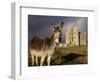 A Donkey Grazes in Front 17th Century Monea Castle, County Fermanagh, Ulster, Northern Ireland-Andrew Mcconnell-Framed Photographic Print