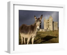 A Donkey Grazes in Front 17th Century Monea Castle, County Fermanagh, Ulster, Northern Ireland-Andrew Mcconnell-Framed Photographic Print