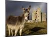 A Donkey Grazes in Front 17th Century Monea Castle, County Fermanagh, Ulster, Northern Ireland-Andrew Mcconnell-Mounted Photographic Print