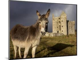 A Donkey Grazes in Front 17th Century Monea Castle, County Fermanagh, Ulster, Northern Ireland-Andrew Mcconnell-Mounted Photographic Print
