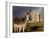 A Donkey Grazes in Front 17th Century Monea Castle, County Fermanagh, Ulster, Northern Ireland-Andrew Mcconnell-Framed Photographic Print