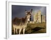 A Donkey Grazes in Front 17th Century Monea Castle, County Fermanagh, Ulster, Northern Ireland-Andrew Mcconnell-Framed Photographic Print