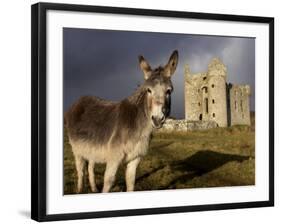 A Donkey Grazes in Front 17th Century Monea Castle, County Fermanagh, Ulster, Northern Ireland-Andrew Mcconnell-Framed Photographic Print