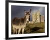 A Donkey Grazes in Front 17th Century Monea Castle, County Fermanagh, Ulster, Northern Ireland-Andrew Mcconnell-Framed Photographic Print