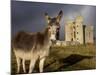 A Donkey Grazes in Front 17th Century Monea Castle, County Fermanagh, Ulster, Northern Ireland-Andrew Mcconnell-Mounted Photographic Print