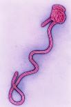 Coloured TEM of the Ebola Virus-A. Dowsett-Laminated Photographic Print