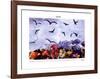 A Dozen Seagull, c.1997-Peter Hutchinson-Framed Art Print