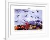 A Dozen Seagull, c.1997-Peter Hutchinson-Framed Art Print