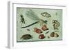 A Dragon-Fly, Two Moths, a Spider and Some Beetles, with Wild Strawberries, 17th Century-Jan Van, The Elder Kessel-Framed Giclee Print