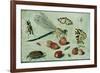 A Dragon-Fly, Two Moths, a Spider and Some Beetles, with Wild Strawberries, 17th Century-Jan Van, The Elder Kessel-Framed Giclee Print