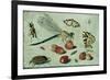 A Dragon-Fly, Two Moths, a Spider and Some Beetles, with Wild Strawberries, 17th Century-Jan Van, The Elder Kessel-Framed Giclee Print