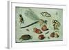 A Dragon-Fly, Two Moths, a Spider and Some Beetles, with Wild Strawberries, 17th Century-Jan Van, The Elder Kessel-Framed Giclee Print