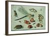 A Dragon-Fly, Two Moths, a Spider and Some Beetles, with Wild Strawberries, 17th Century-Jan Van, The Elder Kessel-Framed Giclee Print