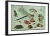 A Dragon-Fly, Two Moths, a Spider and Some Beetles, with Wild Strawberries, 17th Century-Jan Van, The Elder Kessel-Framed Giclee Print