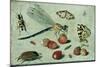 A Dragon-Fly, Two Moths, a Spider and Some Beetles, with Wild Strawberries, 17th Century-Jan Van, The Elder Kessel-Mounted Giclee Print