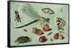 A Dragon-Fly, Two Moths, a Spider and Some Beetles, with Wild Strawberries, 17th Century-Jan Van, The Elder Kessel-Framed Stretched Canvas