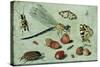 A Dragon-Fly, Two Moths, a Spider and Some Beetles, with Wild Strawberries, 17th Century-Jan Van, The Elder Kessel-Stretched Canvas
