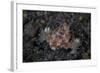 A Dragon Seamoth Crawls across the Sandy Seafloor-Stocktrek Images-Framed Photographic Print