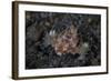 A Dragon Seamoth Crawls across the Sandy Seafloor-Stocktrek Images-Framed Photographic Print