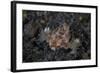 A Dragon Seamoth Crawls across the Sandy Seafloor-Stocktrek Images-Framed Photographic Print