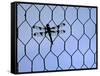 A Dragonfly Clings to the Wire of a Backstop During the Iowa High School Baseball Tournament-null-Framed Stretched Canvas