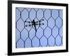 A Dragonfly Clings to the Wire of a Backstop During the Iowa High School Baseball Tournament-null-Framed Photographic Print