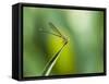 A Dragonfly in Chapada Diamantina National Park-Alex Saberi-Framed Stretched Canvas