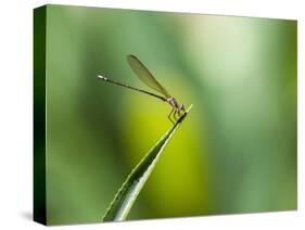 A Dragonfly in Chapada Diamantina National Park-Alex Saberi-Stretched Canvas