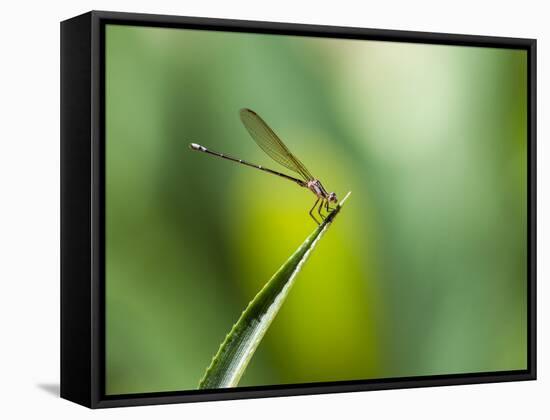 A Dragonfly in Chapada Diamantina National Park-Alex Saberi-Framed Stretched Canvas