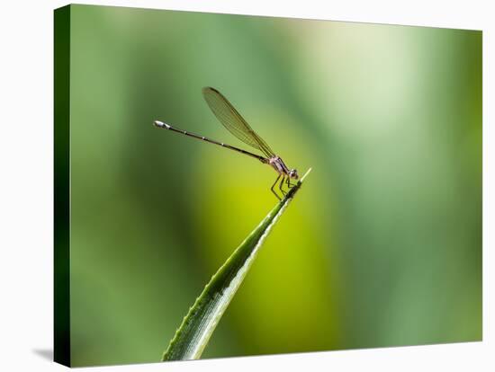 A Dragonfly in Chapada Diamantina National Park-Alex Saberi-Stretched Canvas