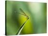 A Dragonfly in Chapada Diamantina National Park-Alex Saberi-Stretched Canvas