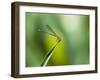 A Dragonfly in Chapada Diamantina National Park-Alex Saberi-Framed Premium Photographic Print