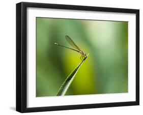 A Dragonfly in Chapada Diamantina National Park-Alex Saberi-Framed Premium Photographic Print
