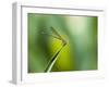 A Dragonfly in Chapada Diamantina National Park-Alex Saberi-Framed Premium Photographic Print